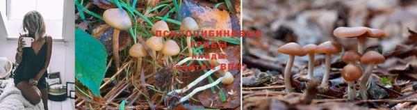 a pvp Богородск